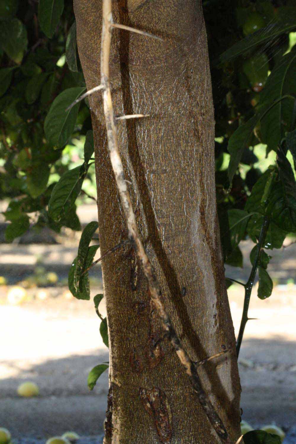            Bark (Riverside, CA)   